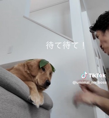 葉っぱを乗せたまま見つめる犬
