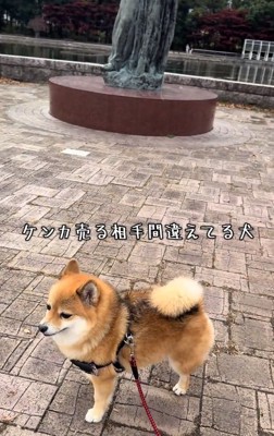 小休止のあずきちゃん