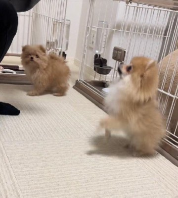 可愛い2匹に癒されます♡