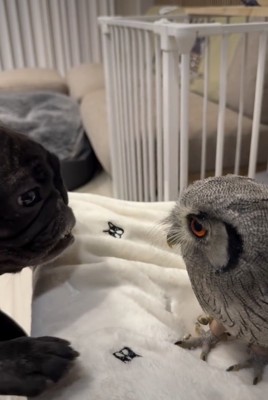 気になりすぎる存在…