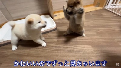 生後35日目の赤ちゃん犬たち5