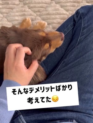 頭を撫でられる犬