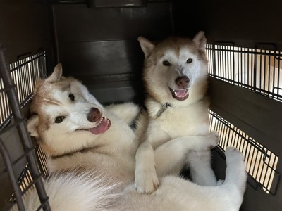 喧嘩するほど