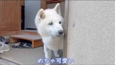 玄関から顔を出して庭を見つめる柴犬