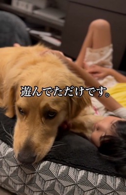 反省顔の大型犬