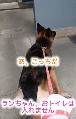引っ張る犬2