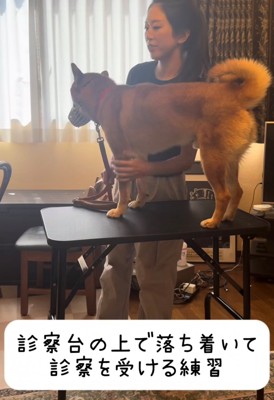 台の上で立っている犬とトレーナー