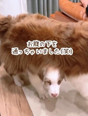 犬のお腹の下をくぐる子犬