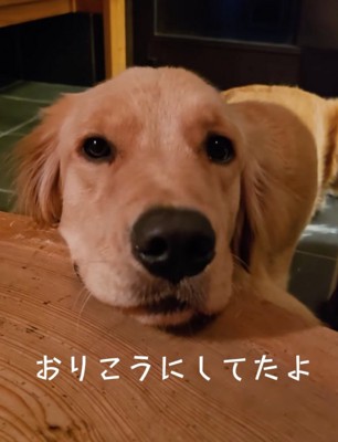 玄関でくつろぐ大型犬