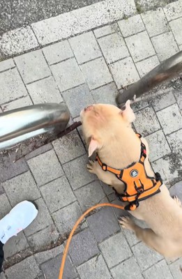 枝をくわえたまま通りたい小型犬