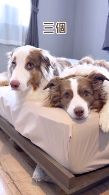 くつろぎながら視線を飼い主に向ける2頭の犬