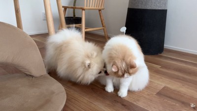 体調不良のレモンさんと優しいポテチくん6