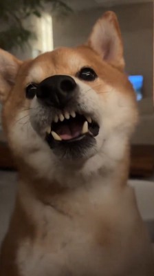 飼い主の顔を見て反省した声をあげる犬