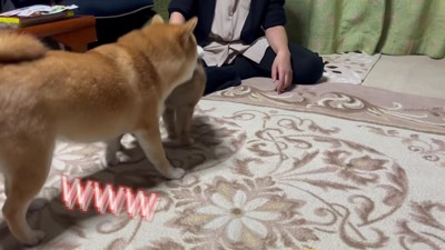 ワンプロに大爆笑!