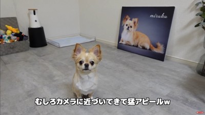 フォトパネルを飾った時のみるくちゃん8