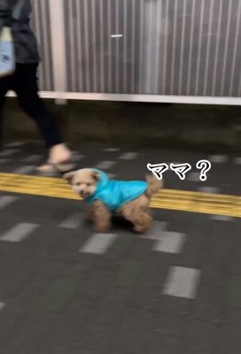 ママを二度見するちびちゃん