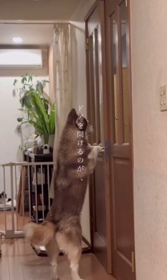 ドアを開けるシンプソンちゃん7