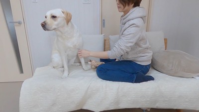 きなこちゃんとママさんの再会8