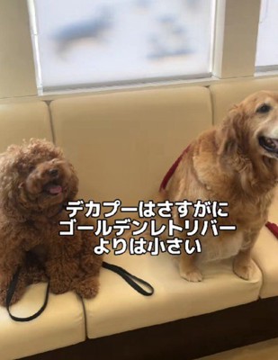 ゴールデンレトリバーより小さい