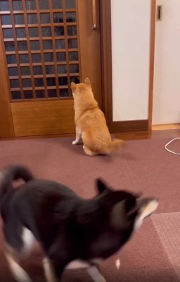 回る小太郎くん