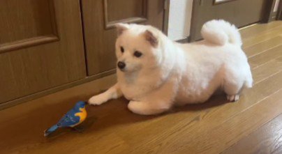 小鳥の置物を買ったら…