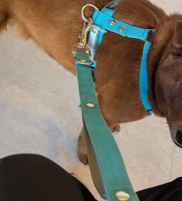 飼い主さんを見上げる犬