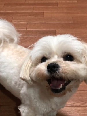 笑顔でカメラを見上げる犬