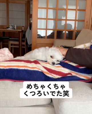 撫でられる犬