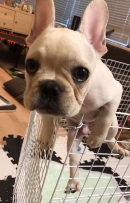 カメラ目線のふく丸くん