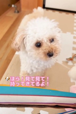 おもちゃを見せるらなちゃん