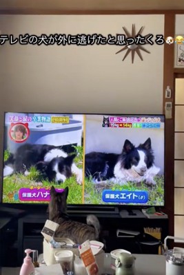 走ってた犬、フレームアウト