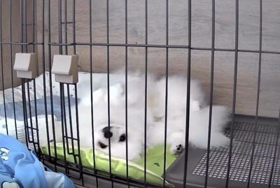 お留守番中はいい子でゴロゴロ…