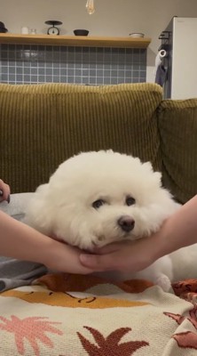 飼い主たちの手の上にあごを乗せる犬