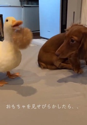 自慢げなガーガーちゃん