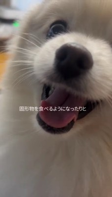 コアちゃんは頑張ってる