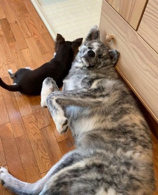 チワワとあきちゃん