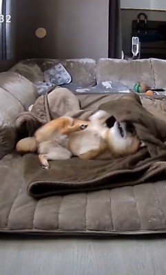 毛布に包まるころ君5