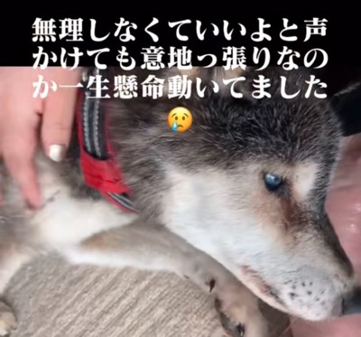 撫でられる犬