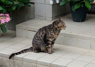 猫のミーちゃん