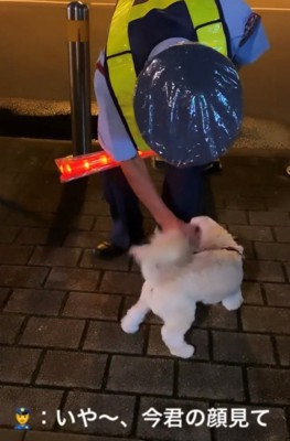 嬉しそうに撫でられる白い犬