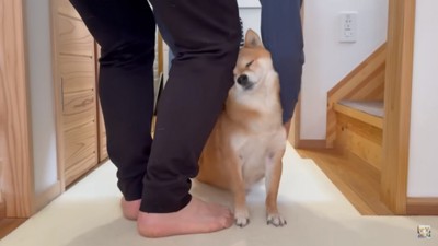 伸びをする福ちゃん