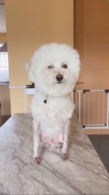 真正面を向いて座る羊カットの犬