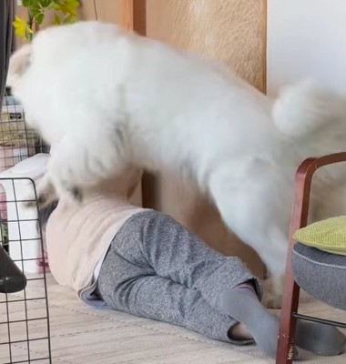 寝ているおじいちゃんの上に超大型犬
