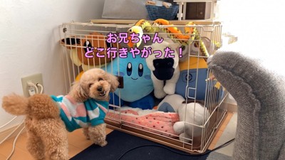 いちごちゃんのケージにぬいぐるみを入れたら5