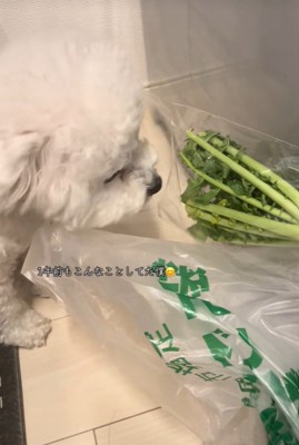 大根の葉を食べるおから君