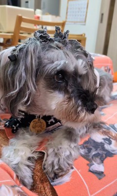 テレビに自分が出た時の風太くん9