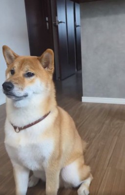 お座りするおでんくん