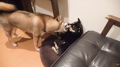「ありがとう」の伝え方が独特!