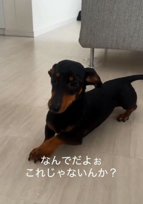 地団駄を踏むオーレくん