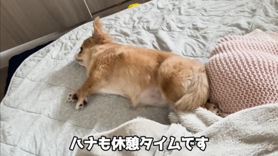赤ちゃんから離れないハナちゃん⑩